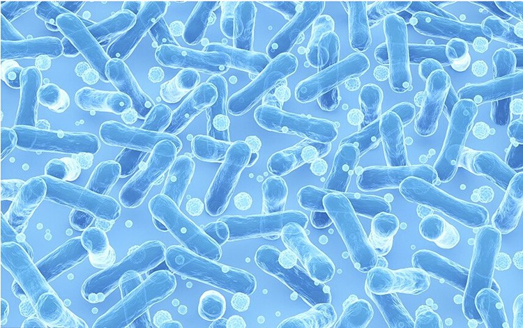 Postbiotics Heat-Treated Probiotics Postbiotics Heat-Treated Probiotics