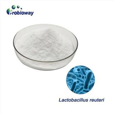 High Stability Lactobacillus Reuteri