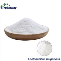 Lactobacillus Bulgaricus Yogurt