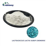Lactobacillus Lactis Bulk
