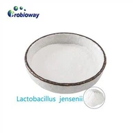 Organic Lactobacillus Curvatus