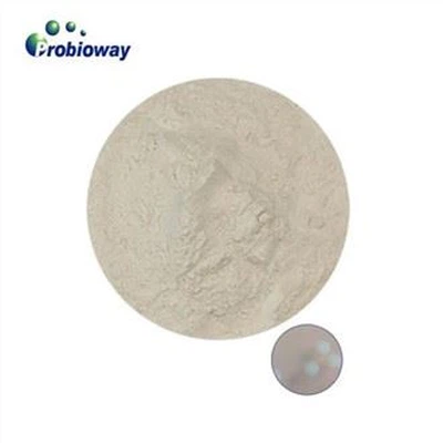 Pediococcus Pentosaceus Powder