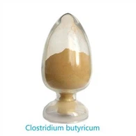 Raw Clostridium Butyricum