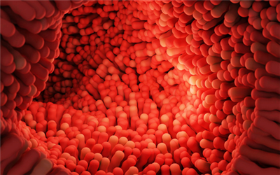 What Are Prebiotics? What Are the Functions of Prebiotics?