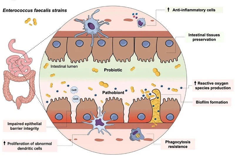 Enterococcus faecium