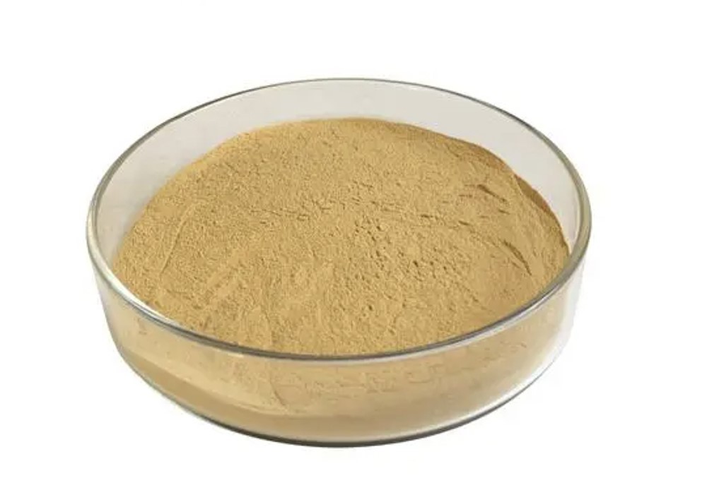 Bacillus Coagulans Powder Bacillus Coagulans Powder