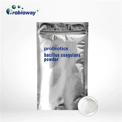 Does Bacillus Coagulans Powder Need Refrigeration? Storage Guide for Buyers